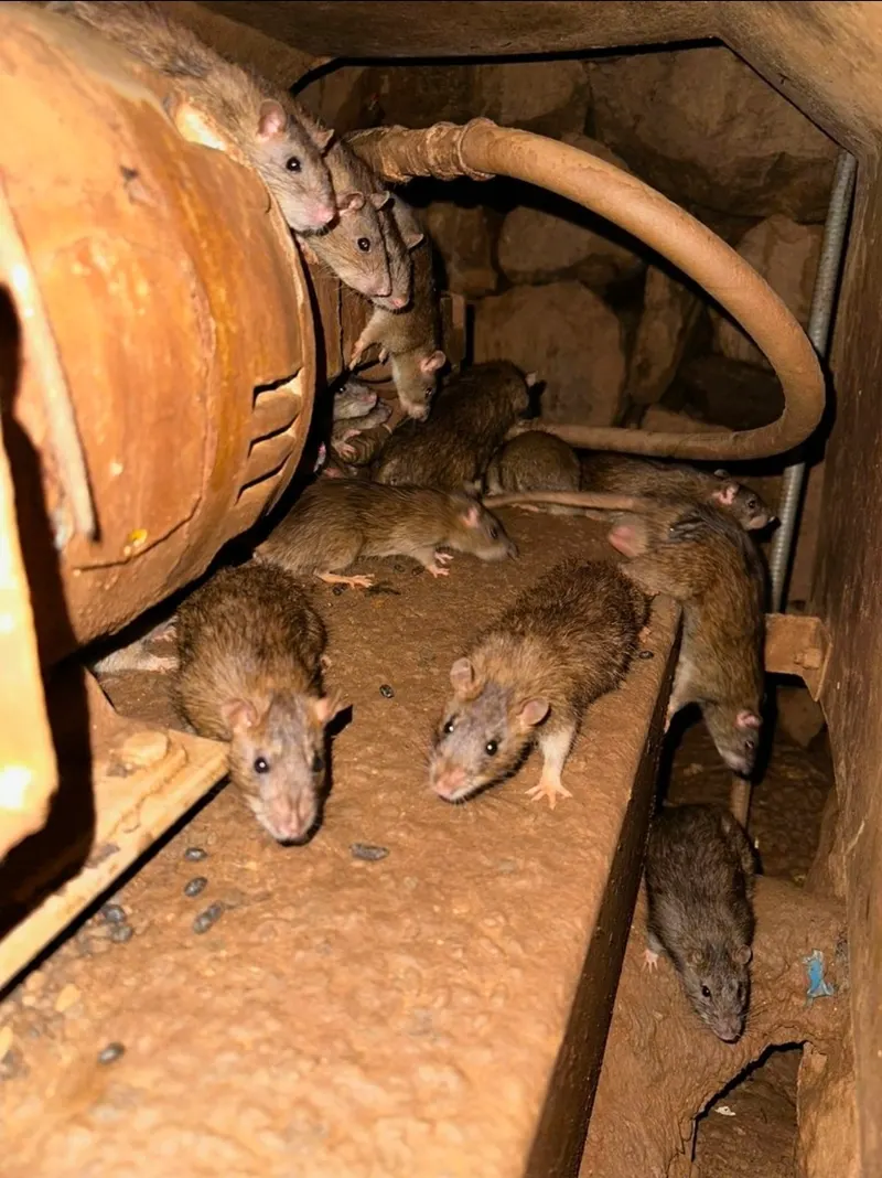 An established Norway rat colony gathered along utility pipes in a crawlspace