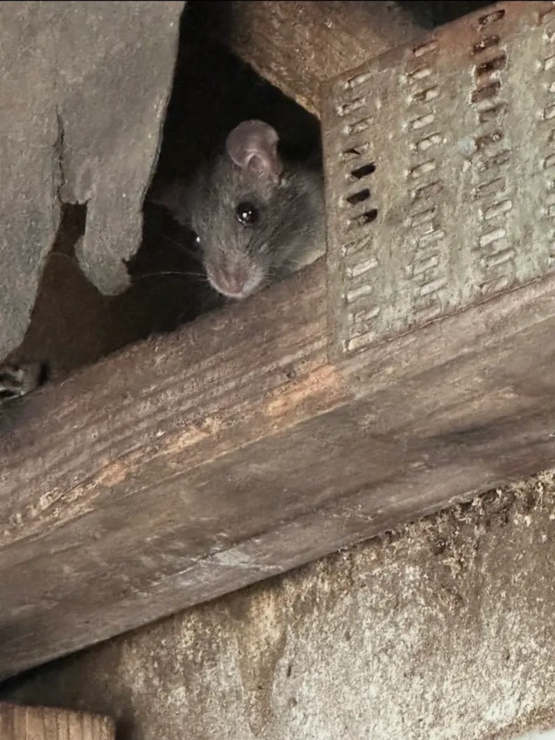 A rat peers out from a gap between roof framing and a soffit vent inside a Long Island attic