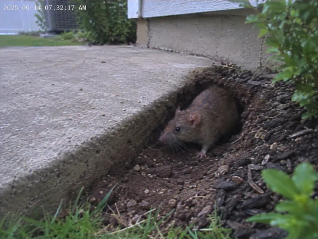 Trail camera footage of a Norway rat emerging from an active burrow at a foundation slab edge